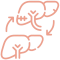 Liver Icon